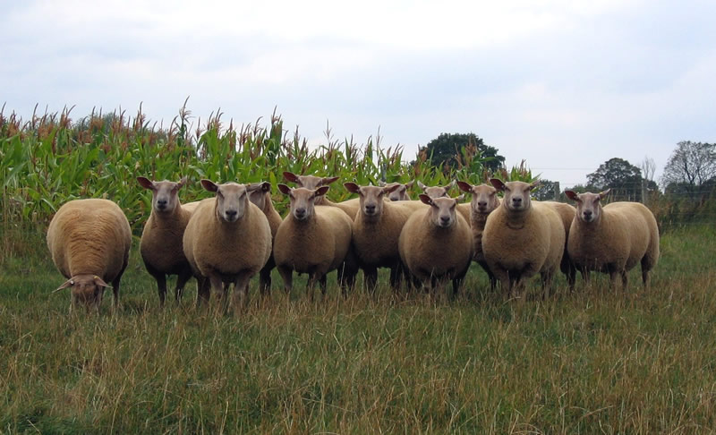 Edstaston Ewe Lambs